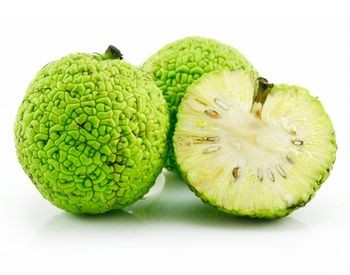 Maclura pomifera